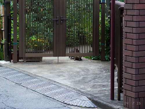 140715_koenji_neko