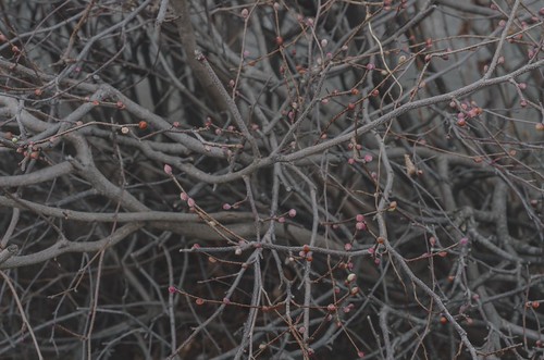 150125_K5II5147