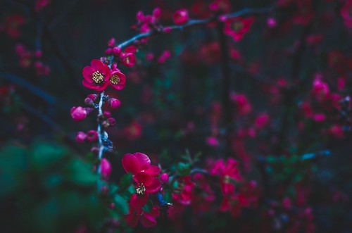 150322_K5II6070