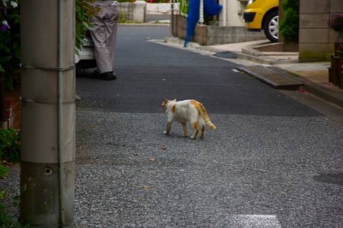 今日の野良