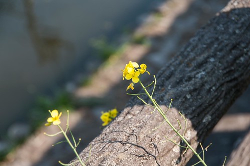 th_130505_K7PX0293
